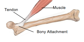 10 Facts About Tendons